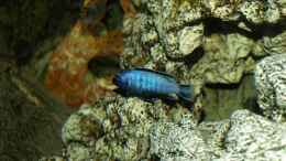 aquarium-von-erwin12-mein-malawi_Pseudotropheus msobo magunga