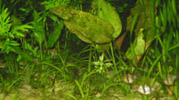 aquarium-von-andre-thiel-becken-1229_das Zwergpfeilkraut bildet einen schönen Rasen, darüber di