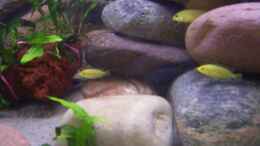 aquarium-von-torsten-krohn-becken-1230_Labidochromis caereleus Yellows