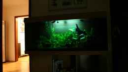 aquarium-von-viktor-d--becken-12376_Nachtbeleuchtung, ist eigentlich noch schummriger als auf de
