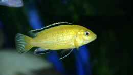 aquarium-von-margit-koenig-becken-1255_Labidochromis caeruleus yello