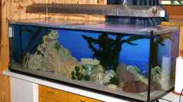 aquarium-von-margit-koenig-becken-1255_Becken auf gemauertem Unterschrank