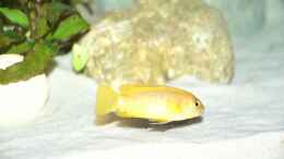 aquarium-von-margit-koenig-becken-1255_Melanochromis johannii