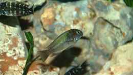 aquarium-von-rainer-koenig-becken-1257_Moorii Kapamba