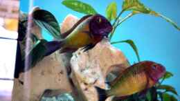 Aquarium einrichten mit Tropheus Ilangi WF