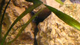 aquarium-von-malawigo-non-mbunabecken_Felsspalten ua. für die Sciaenochromis fryeri