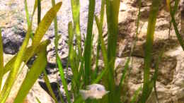 aquarium-von-malawigo-non-mbunabecken_Vallisneria spiralis