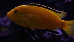 Aquarium einrichten mit Labidochromis caeruleus sp.Lion s cove male