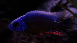 Aquarium einrichten mit Protomelas fenestratus Taiwan reef male
