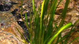 Aquarium einrichten mit Vallisneria spiralis