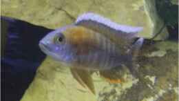 Aquarium einrichten mit Aulonocara baenschi Cipokae (junger Bock in der