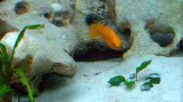 aquarium-von-aqua92-becken-1275_Neolamprologus leleupi vor seiner Höle mit weibchen