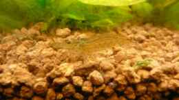 aquarium-von-ferbi-unterwasserdschungel_Garnelen Männchen