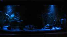 aquarium-von-stefan-holzmann-becken-12758_Mondlicht