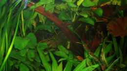aquarium-von-marco-mein-1-eckbecken_Mangrovenwurzel nun im Hintergrund mit Anubia und Farn bewac