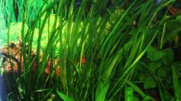 aquarium-von-marco-mein-1-eckbecken_Vallisneria spiralis var. spiralis (Gewöhnliche Wasserschra