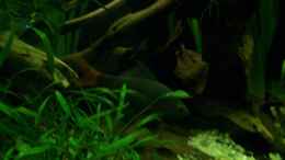 Aquarium einrichten mit Feuerschwanzfransenlipper_Weibchen