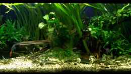 aquarium-von-tom-rudolph-375l-asien---borneo-sumatra_Frontansicht_10.09.10