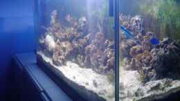 aquarium-von-staff19-becken-12777_