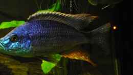 Aquarium einrichten mit Dimidiochromis Strigatus Bock ca. 22cm