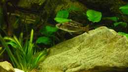 Aquarium einrichten mit Nimbochromis Fuscotaeniatus Weib ca. 8-9cm