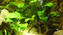 aquarium-von-monoculus-malawi-traum--nicht-mehr-vorhanden_genug Unterschlupf für kleine Fische