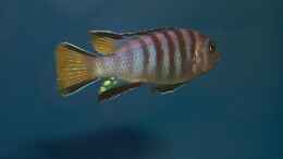 aquarium-von-alexander-steinkellner-becken-128_Pseudotropheus elongatus yellow tail - Männchen