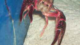 Foto mit Cherax - austral. Flußkrebs rot, nicht mehr im Becken, paßt