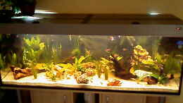 aquarium-von-carmen-bernhardt-becken-12820_3 Wochen nach Einrichtung, es wächst so langsam