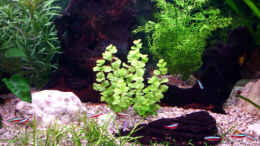 Aquarium einrichten mit Lysimachia nummularia