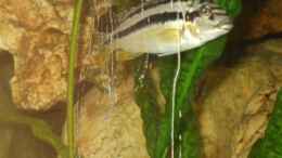 Aquarium einrichten mit Melanochromis Auratus Weibchen