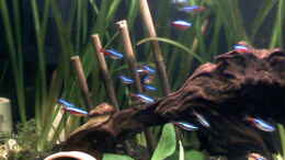 aquarium-von-steffi--hans-becken-12903_Bambusstäbe mit Wurzel