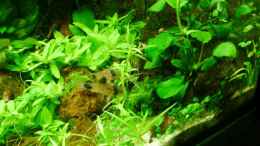 aquarium-von-zebraschneggla-gardeners-pleasure_Corydoras panda
