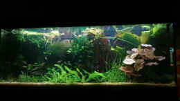 aquarium-von-zebraschneggla-gardeners-pleasure_...6...