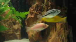 aquarium-von-vicky-groebl-becken-1292_Aul. Firefish Weibchen, Protomelas Boadzulu Weibchen, Yellow
