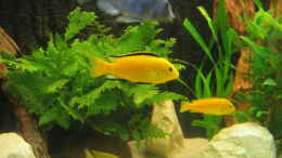 aquarium-von-vicky-groebl-becken-1292_Yellow Mann mit Frau