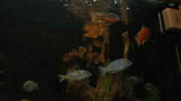 aquarium-von-vicky-groebl-becken-1292_kurz vor der Nachtruhe