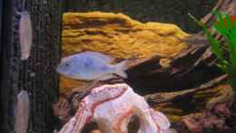aquarium-von-vicky-groebl-becken-1292_Cyrtocara moorii Männchen