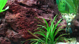 aquarium-von-nicole-welz-becken-1295_Ophiopogon japonicus