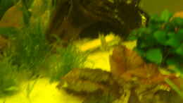aquarium-von-manuel-pieper-becken-12959_gelbe paprika mit antennenwels