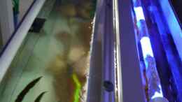 aquarium-von-chimbwe-becken-13000_T8 2flammig dimmbar mit Alufolie abgedunkelt