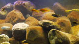 aquarium-von-chimbwe-becken-13000_ist nicht im Malawisee ;))