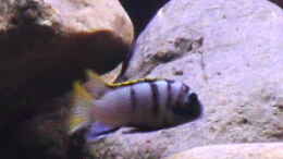 Aquarium einrichten mit Labidochromis Mbamba Bay Bock