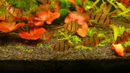 Aquarium einrichten mit Puntius pentazona alias Fünfgürtelbarbe