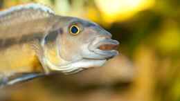 Aquarium einrichten mit Taeniochromis holotaenia Männchen
