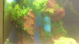 aquarium-von-sinan-becken-13066_so sieht es im Wasser aus  