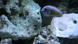 Aquarium einrichten mit Labeotropheus Trewavasae (Schabenmaulbrüter) Bock....
