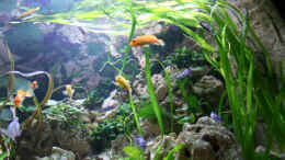 aquarium-von-demasoni-fan-becken-13084_