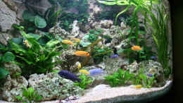 aquarium-von-demasoni-fan-becken-13084_