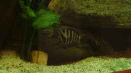 Aquarium einrichten mit Zebrabuntbarsch , Grünflossenbuntbarsch